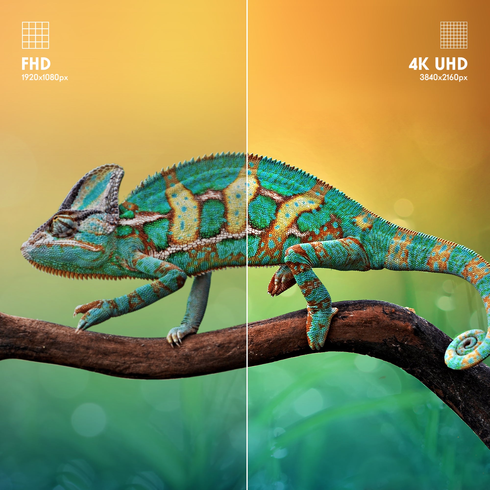 Side-by-side comparison of a chameleon on a branch between FHD and 4K UHD resolutions.